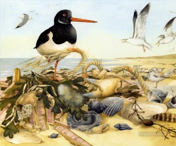  coq Tableaux - oiseaux coquille bord de mer